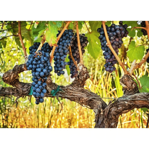 Nathan Turner " Shaded On The Vine " by Nathan Turner